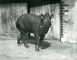 Ein brasilianischer oder südamerikanischer Tapir im Londoner Zoo, September 1922